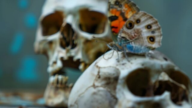 A beautiful butterfly perched on a skull, symbolizing the ephemerality and beauty of life as the skull represents death and the butterfly signifies life and transformation. 