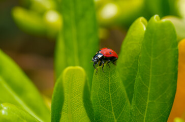 Insect beetle on leaf, possibly pest to plant, closeup view