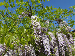 wisteria plant with purple flowers background