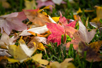 fallen autumn leaves on the grass