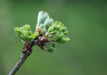 Branch with young spring leaves