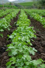 Organic farming of cilantro in a sustainable agriculture setting