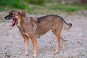 Street dog by the beach of Baler, Aurora.