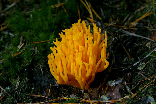 A coralshaped yellow fungus emerges from the ground