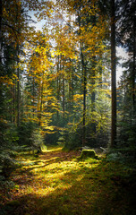 Sunlight filtering through forest trees, casting shades on the ground
