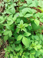Fototapeta na wymiar Maman Lanang's weed plant, Cleome Rutidosperma