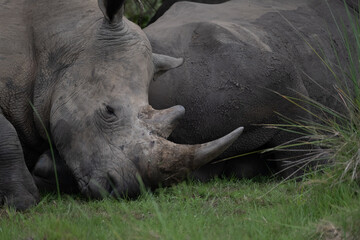 rhino in Uganda