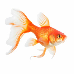 Fototapeta premium The goldfish on white background . Comet Goldfish Isolated on White Background