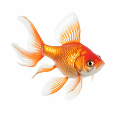 The goldfish on white background . Comet Goldfish Isolated on White Background