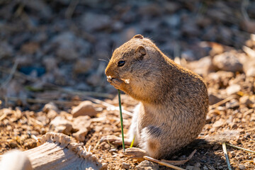 Cute Lovely Chipmunk Portrait 