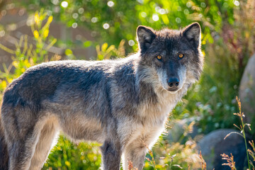 Wolf and Coyote Yellowstone National Park © Moyu0816