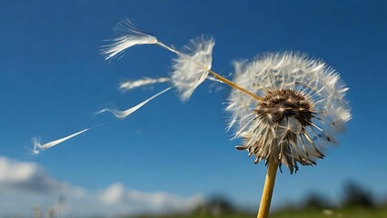Dandelion blowing in the wind
