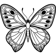 butterfly illustration