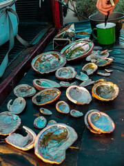 Abalone Shellfish 