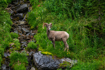 Mountain Goat Big Horn Sheep Glacier National Park