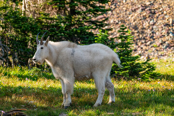 Obraz premium Mountain Goat Big Horn Sheep Glacier National Park
