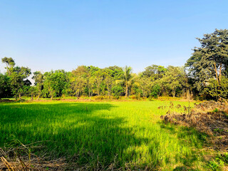 Fototapeta premium farming land - landscape in india