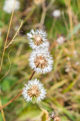 Closeup of three dandelions in grass, flowering plants in daisy family