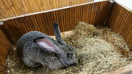 Large Grey Rabbit Foraging in a Straw-Filled Wooden Hutch