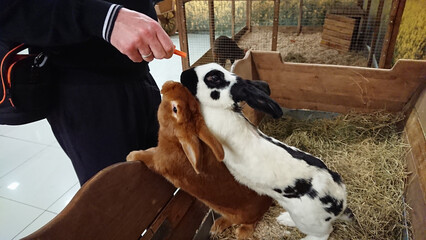 Human Hand Feeds Carrot to Duo of Affectionate Rabbits in Hutch