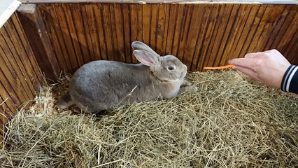 Serene Grey Rabbit Resting in a Cozy Wooden Hutch