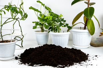 Replanting indoor plants, seasonal work with house plants in pots.
