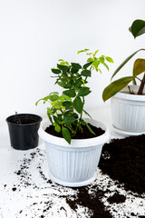 Replanting indoor plants, seasonal work with house plants in pots.