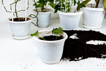Replanting indoor plants, seasonal work with house plants in pots.