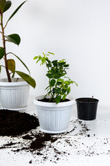 Replanting indoor plants, seasonal work with house plants in pots.