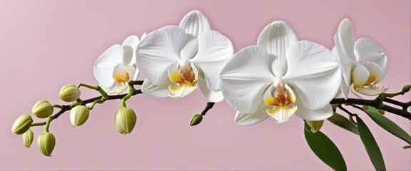 Orchids flowers background banner panorama in bright colours 