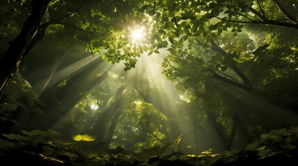 A dense forest canopy seen from below, with sunlight filtering through the leaves, casting intricate patterns on the forest floor