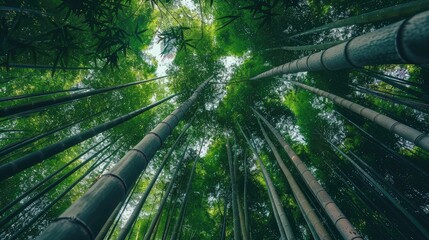 Sparse bamboo forest thin trunks rising high - obrazy, fototapety, plakaty