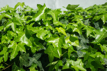 太陽光を浴びて生い茂るアイビー