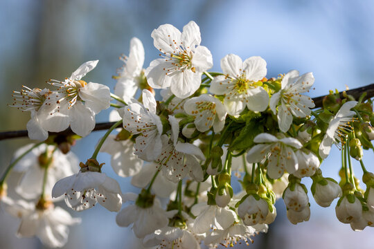 Many white blossoms on the branch of a cherry tree "sunburst" or prunus avium on a blurred background. Selective focus.
