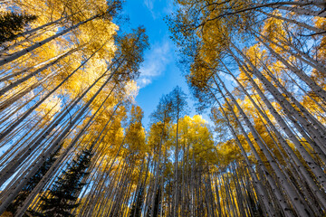 Naklejka premium Amazing Fall Color Aspen Colorado