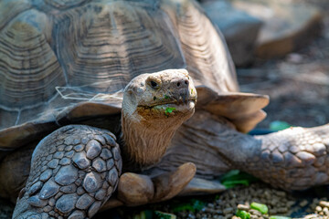 Turtle Closeup Portrait