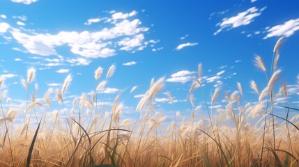 A field of tall grass swaying gently in the breeze under a clear blue sky