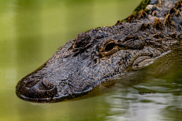 alligator closeup portrait