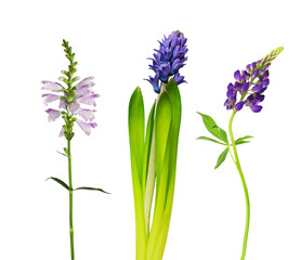 Set of flowers (physostegia, hyacinth, solidago) isolated on white or transparent background