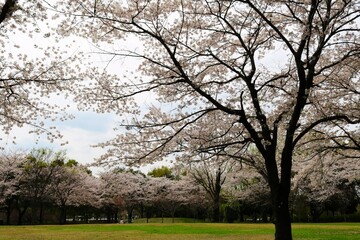 Fototapeta na wymiar 満開のさくらが咲く公園　春の穏やかな日