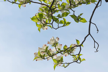 初夏の陽気に誘われてハナミズキの花が咲く4月
