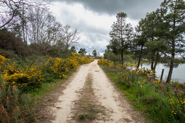 Explorando a natureza: Trilha entre arbustos e giestas num dia de primavera sob nuvens carregadas...