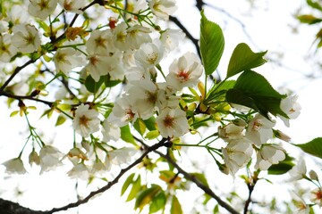 おもむきある葉桜　春の日