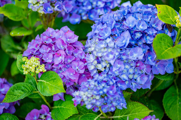 Beautiful Purple Begonia Blossom
