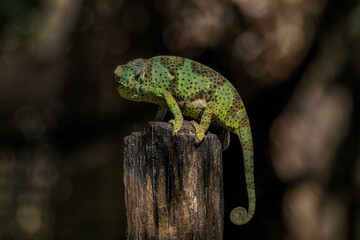 Common chameleon, portrait, European chameleon Chamaeleo chamaeleon - a species of lizard from the...