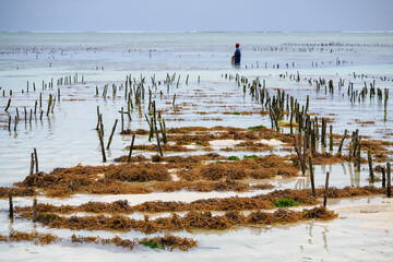 Jambiani, Zanzibar, algae cultivation - warm ocean, sandy bottom, and large differences in tides, perfect conditions for algae cultivation
