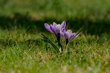 Spring, Saffron, crocus - a genus of plants from the Iridaceae family. It includes about 250 species.	