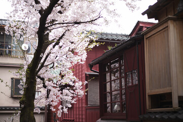 Sakura, Higashi Chayagai, Kanazawa.