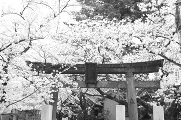 Sakura, Higashi Chayagai, Kanazawa.