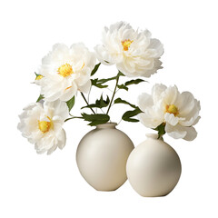 Vases of white peony flowers isolated on white background	